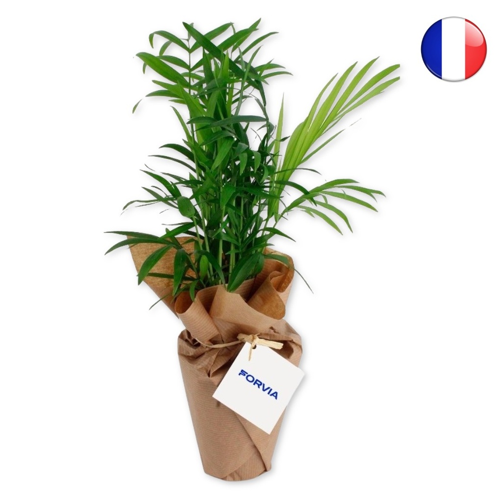 Plante dépolluante